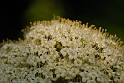 David Plant Photography - Wildlife Photography - Wayfaring tree - A